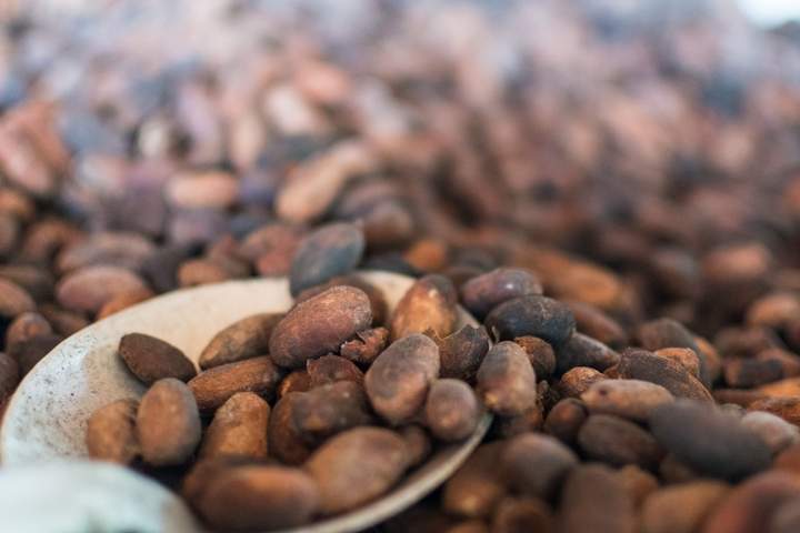 A Sensory Journey into the Heart of Ecuadorian Cacao
