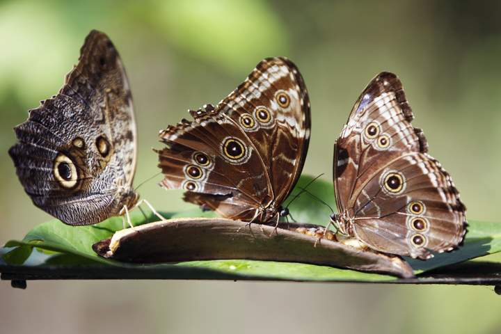 A Sensory Journey into the Heart of Ecuadorian Cacao - image 7