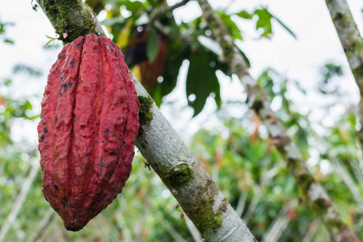 A Sensory Journey into the Heart of Ecuadorian Cacao - image 6