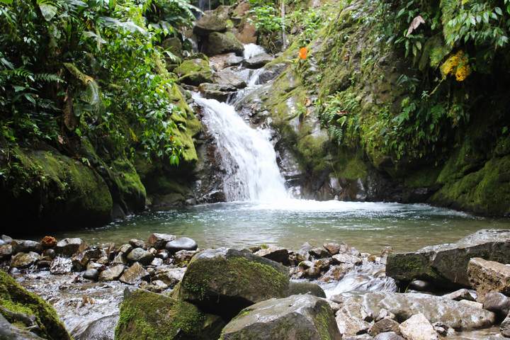 A Sensory Journey into the Heart of Ecuadorian Cacao - image 5