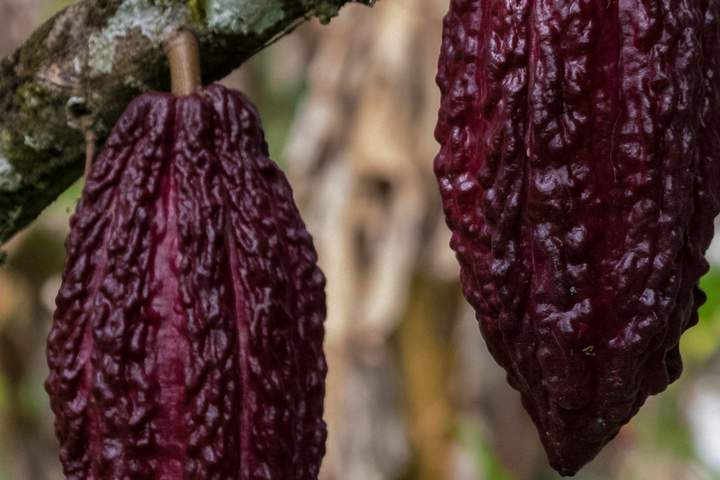 A Sensory Journey into the Heart of Ecuadorian Cacao - image 19