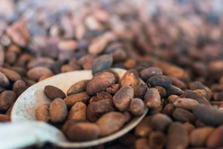 A Sensory Journey into the Heart of Ecuadorian Cacao - image 17