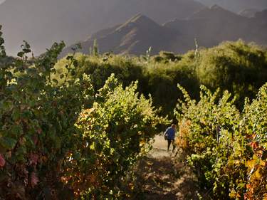 The high altitude wine route in Bolivia