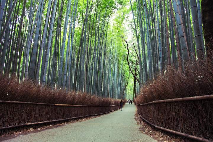 Japan Cultural Highlights: Tokyo, Mt. Fuji & Kyoto - image 7