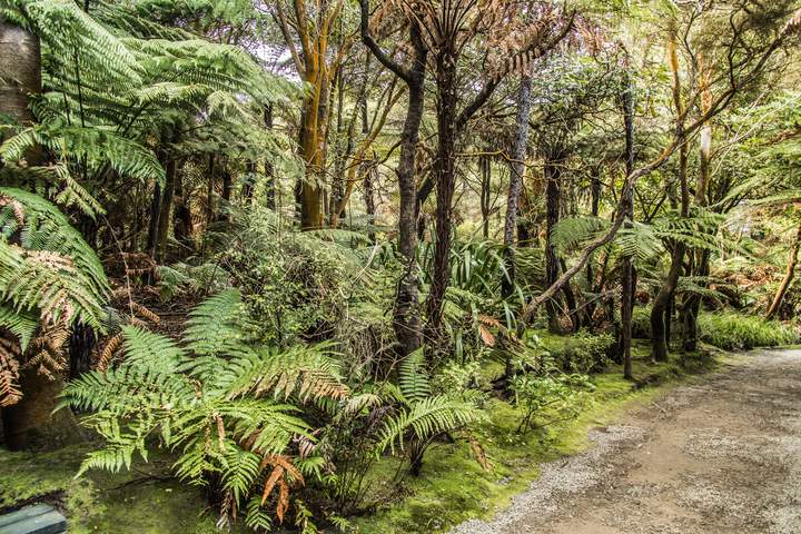 New Zealand Grand Self-Drive Tour from Auckland to Christchurch - image 11