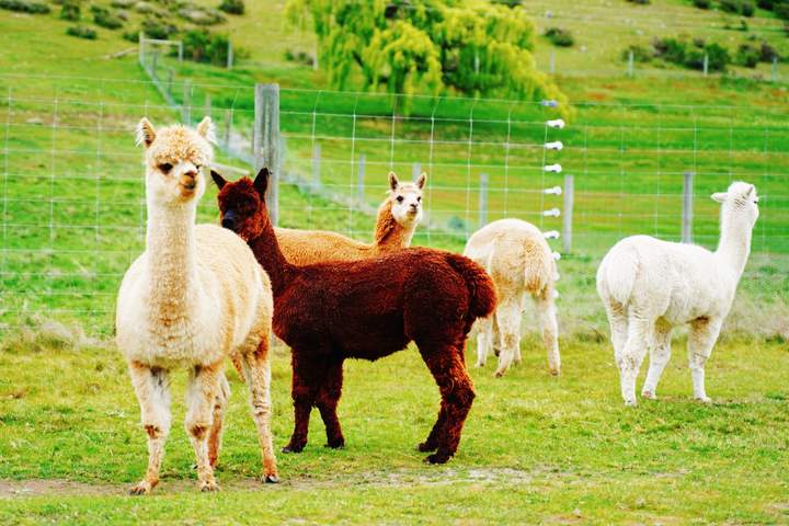 New Zealand Grand Self-Drive Tour from Auckland to Christchurch - image 18
