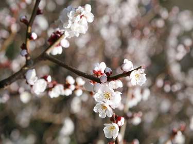 Japan Cultural Features Famous Cultural Features In Japan Insight Guides